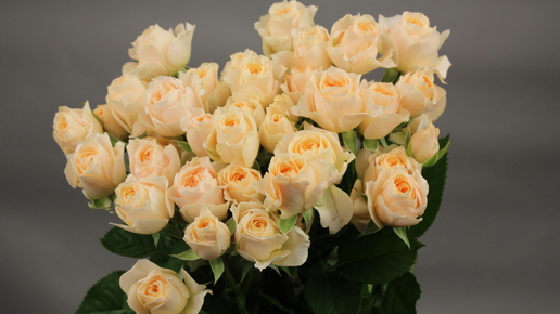 スプレーバラ・エレガントクィーン | FLORE21